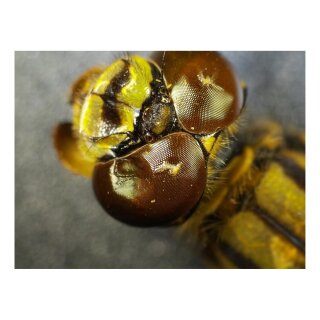 Andonstar ADSM302 Digitalmikroskop